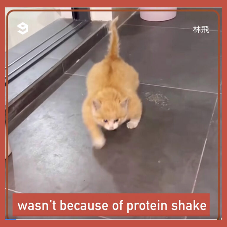 Video of 'Bloated' Cat Naer Goes Viral, But What is Happening?