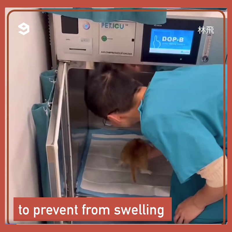 vet puts kitten in oxygen chamber