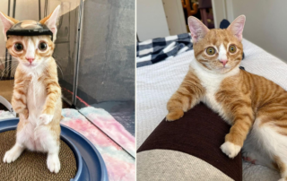 Otter and Bunny, hydrocephalus cat, survives brain surgery, Metropolitan Animal Specialty Hospital, Baby Kitten Rescue, Los Angeles, LA