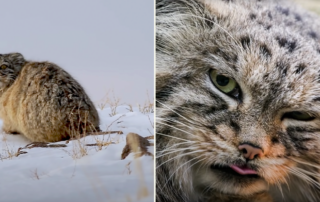 Pallas Cat found on Mount Everest, Manul, Steppe Cat, or Rock Wildcat, Otocolobus manul,