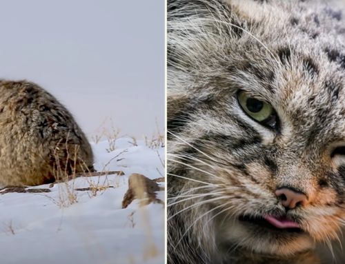 The OG Grumpy Feline, Pallas Cats, Discovered on World’s Highest Mountain
