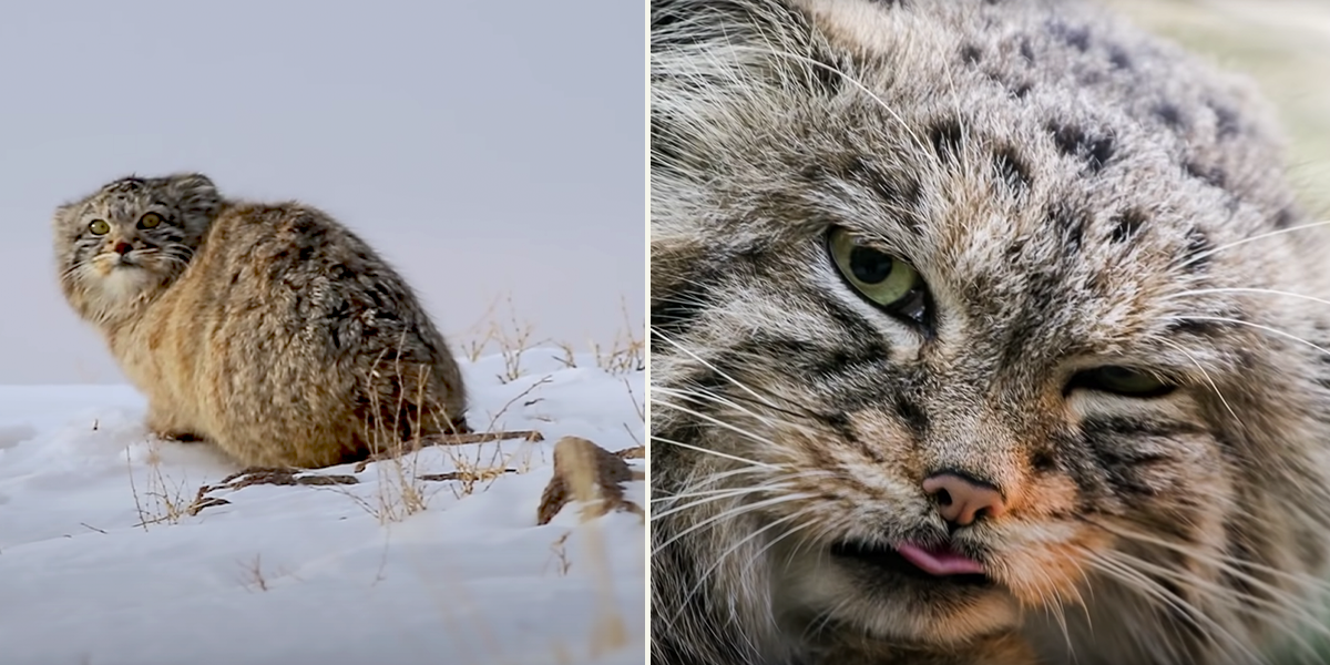 Pallas Cat found on Mount Everest, Manul, Steppe Cat, or Rock Wildcat, Otocolobus manul,