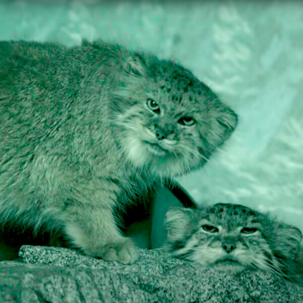 The OG Grumpy Feline, Pallas Cats, Found on Highest Mountain