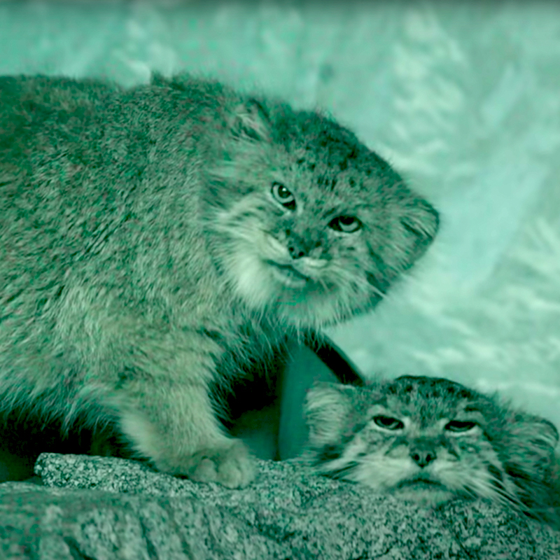Wild cats found on Mount Everest, Manul, Steppe Cat, or Rock Wildcat, Otocolobus manul,