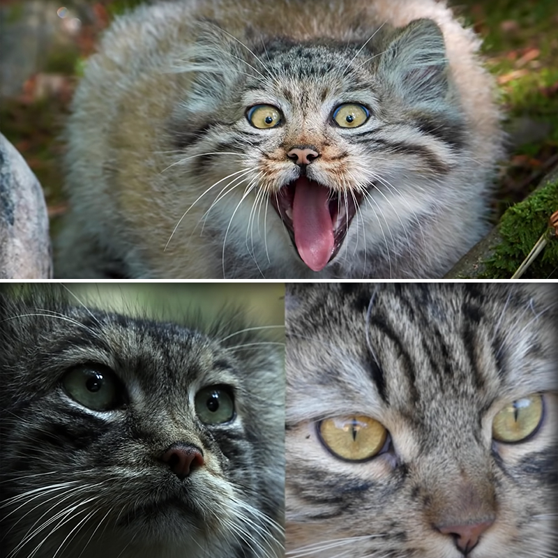 Expressive wild Cat with a house cat to show the eyes are different