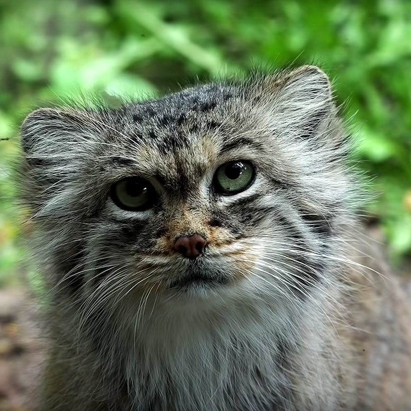 Cute younger Otocolobus manul,