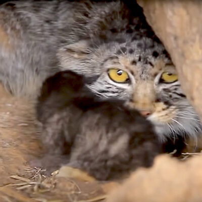 The OG Grumpy Feline, Pallas Cats, Found on Highest Mountain