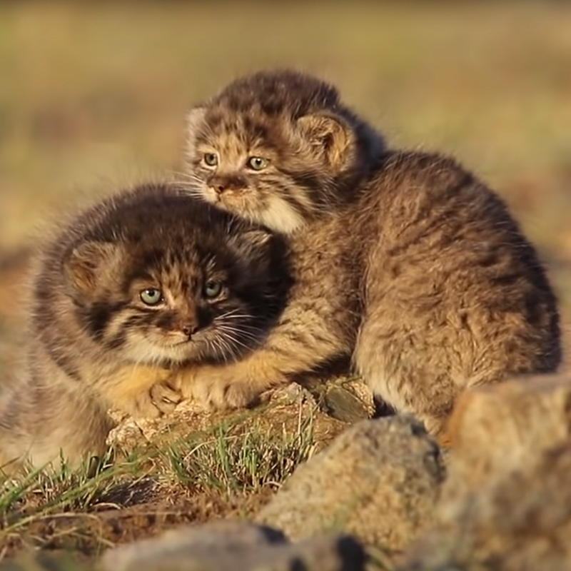 Steppe Cat kittens