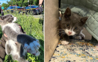 Peek-a-Boo, Miracle on the Parkway, Queens, Southern State Parkway, John Debacker, Corrinne Gillingham, Long Island Cats and Kittens Solutions