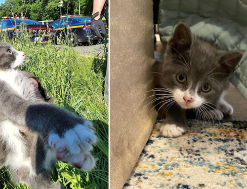 Troopers and Rescuers Save Kitten Playing Inches from Rush Hour Traffic