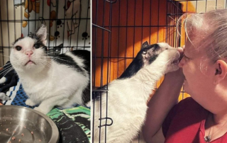 Chalky's Cat Crusade, Tampa, Florida, Picasso the cat finds home after 502 days in foster care