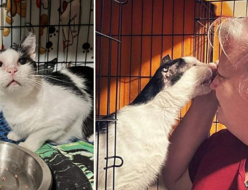 Tampa Woman Finds ‘Picasso’ Waiting 502 Days at Local Cat Rescue
