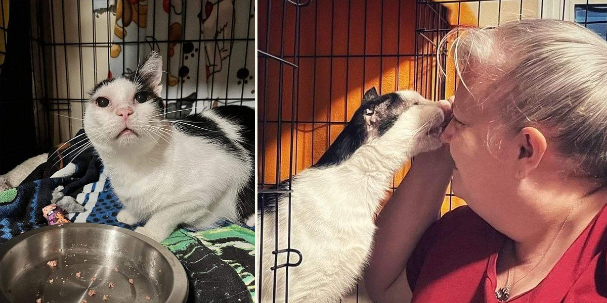 Chalky's Cat Crusade, Tampa, Florida, Picasso the cat finds home after 502 days in foster care