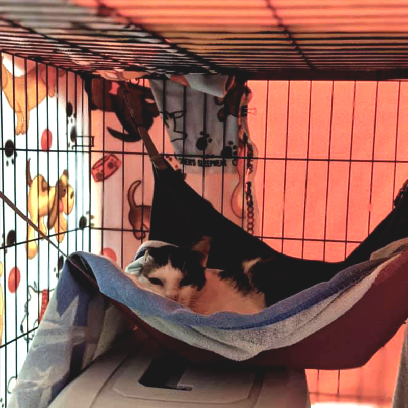 Cat in hammock inside kennel, Chalky's Cat Crusade, Tampa, Florida