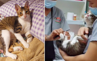 Ninja's Rescued Kittens, Robin the cat with caring vet tech, Manila, Philippines