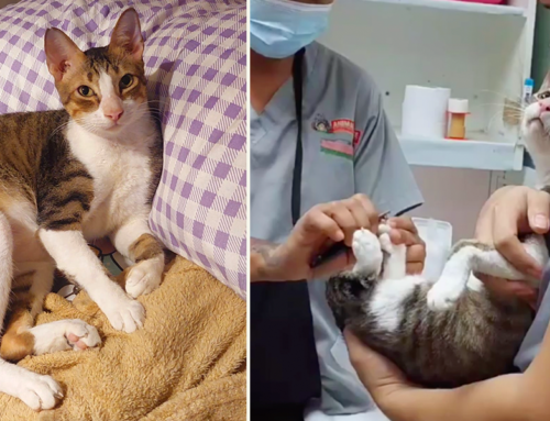 Rescuer Shares Cutest Video of Once Abused Cat With Caring Vet Techs