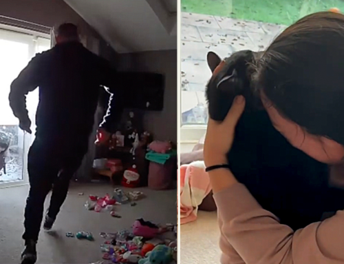 Camera Catches Emotional Reunion for Mom and Beloved Missing Cat Roddy