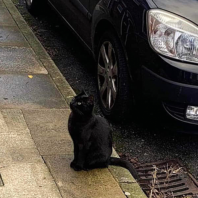 Black cat caught on camera, possibly Roddy