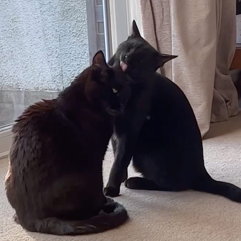 Camera Catches Emotional Reunion for Mom and Missing Cat