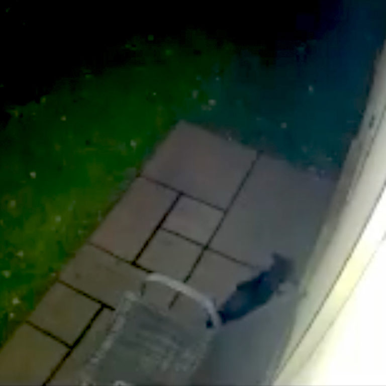 Camera Catches Emotional Reunion for Mom and Missing Cat