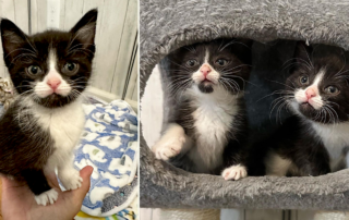 Ross and Mackey, IndyHumane, New Kittens on the Block, sporty brother kittens, Indianapolis