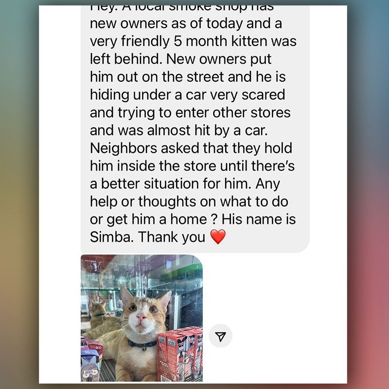 Message about Simba the shop cat, Brooklyn, Greenpoint Cats