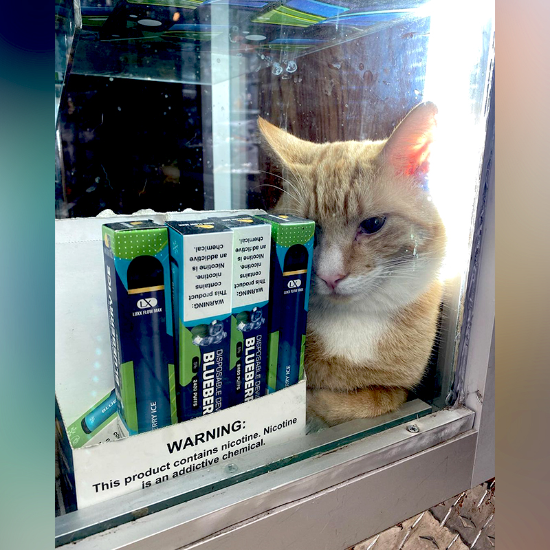 Abandoned 'Shop Cat' Simba Gets a Beautiful Second Chance, players max  cigarettes tesco 