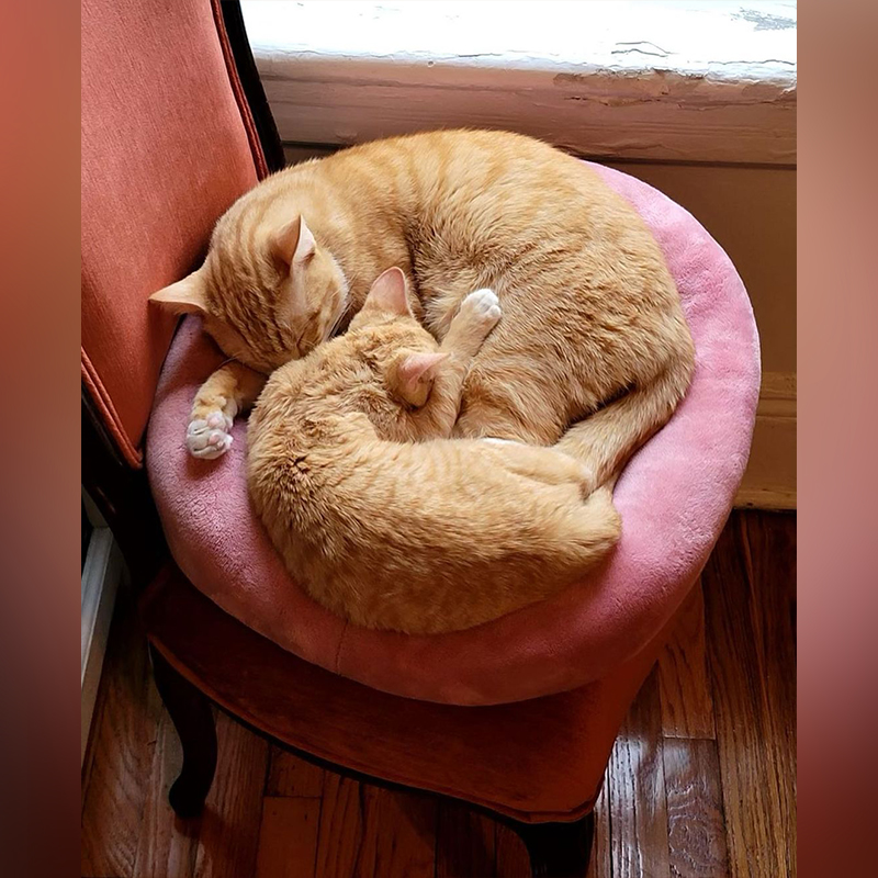 Simba and Violet cuddle in a pink pet bed