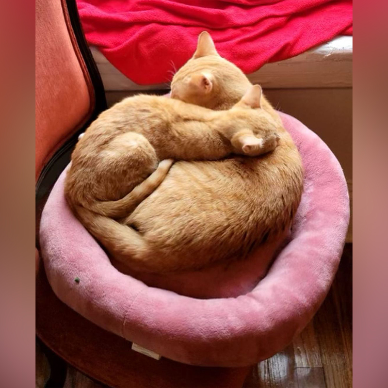Cuddling orange tabby kitties in pink bed