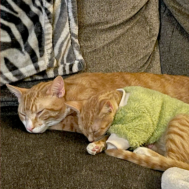 Adorable ginger kitties cuddle on sofa with zebra blanket
