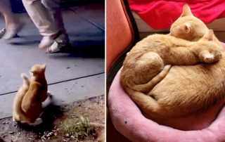 Abandoned cat Simba, shot cat, rescued by Greenpoint Cats, Brooklyn, New York