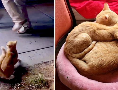 Abandoned ‘Shop Cat’ Simba Gets a Beautiful Second Chance at Life