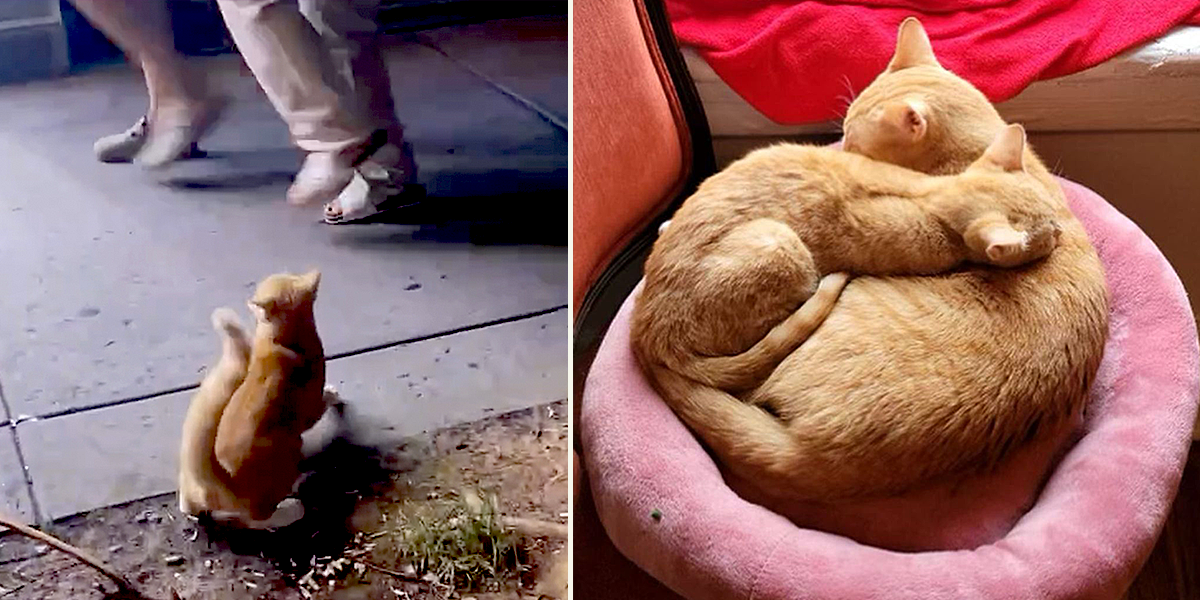 Abandoned 'Shop Cat' Simba Gets a Beautiful Second Chance