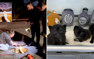 Kittens saved from storm drain, sewer, Foster Kitten HQ, A Cat's Life Rescue, Lock, Shock, Barrel