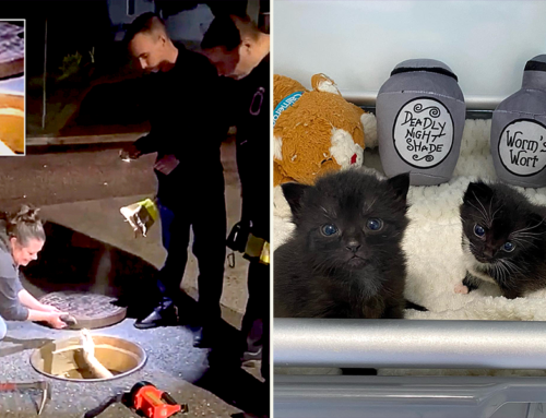 Rescuers Save Kittens, Lock, Shock, and Barrel from Storm Drain ‘Nightmare’