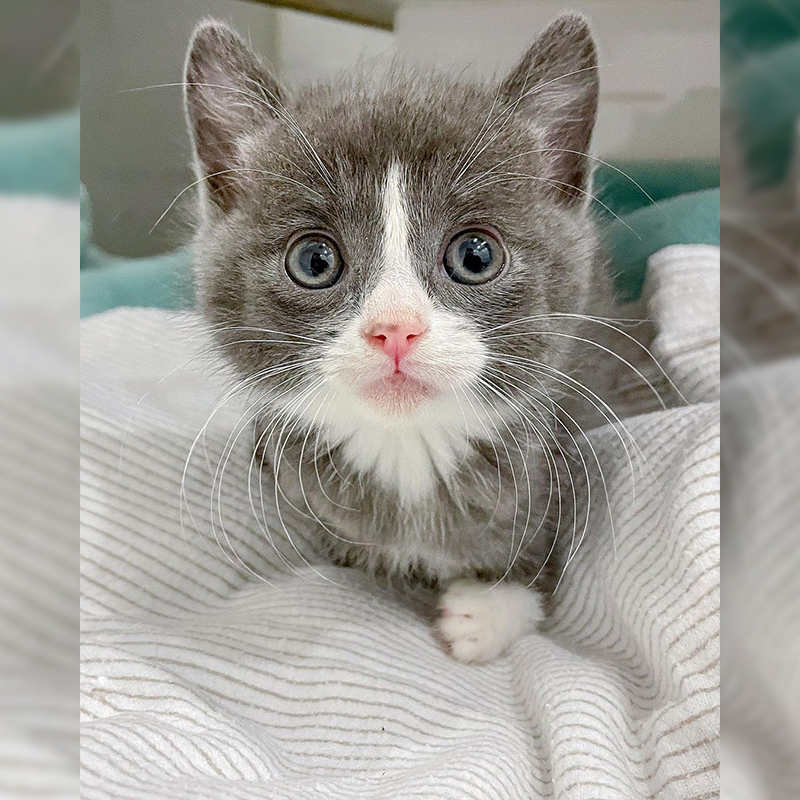 Tiny Tulip the kitten arrives at Pumpkin Patch Pet Rescue, Mel Lamprey