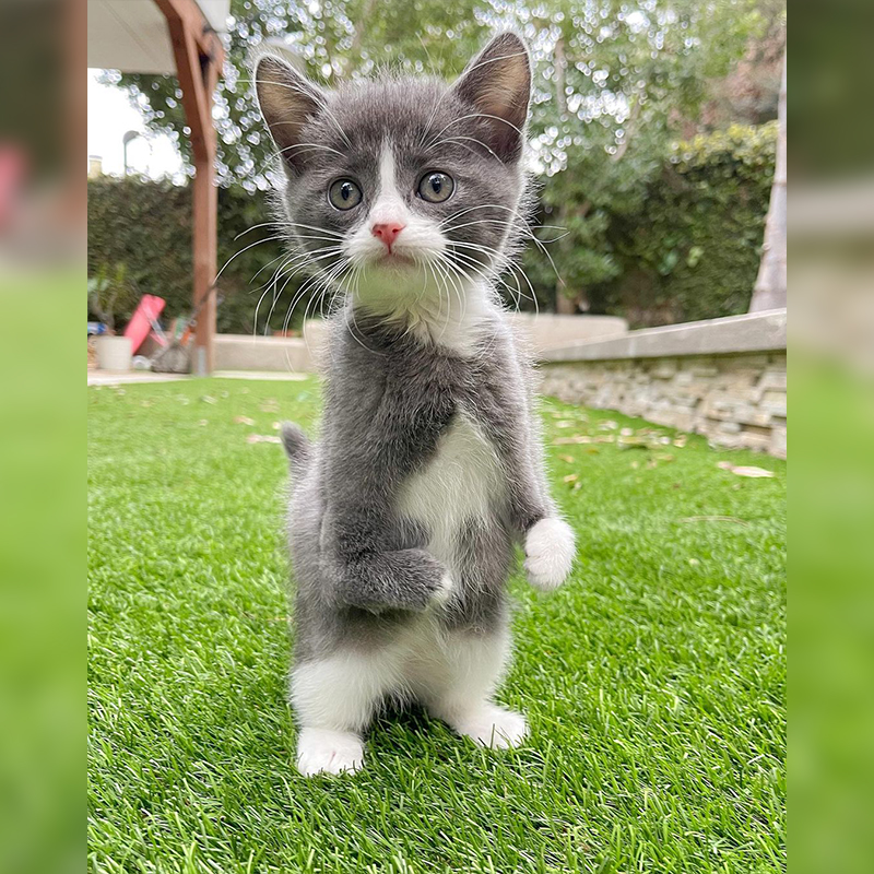 Kitten with Radial Aplasia stands upright on hind legs