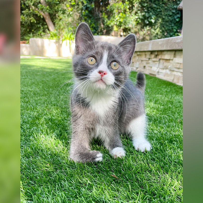 Tulip the kitten in the grass, Pumpkin Patch Pet Rescue, Los Angeles