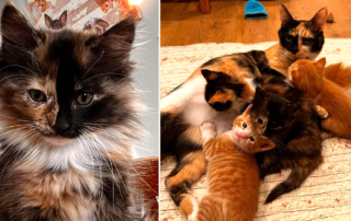 Sophia L’Orange Kitten Rescue, kitten named Tullamore Dew, Whiskey the mother cat, Warren, Connecticut