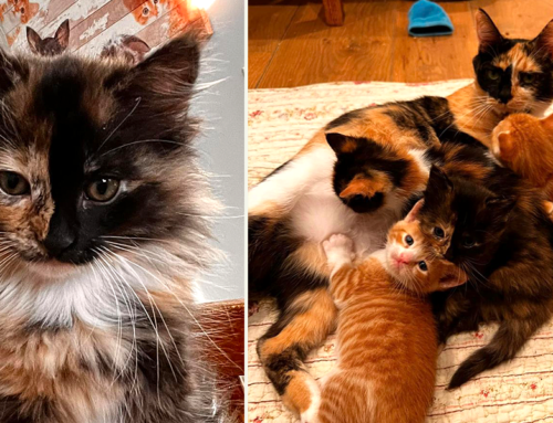 ‘Tullamore Dew’ and the Whiskey Kittens are Top Shelf for Connecticut Rescuers