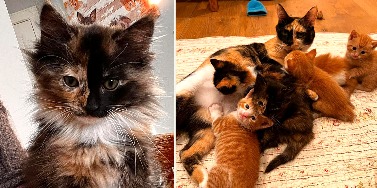 Sophia L’Orange Kitten Rescue, kitten named Tullamore Dew, Whiskey the mother cat, Warren, Connecticut