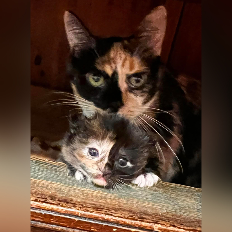 Mama cat Whiskey with her kitten Tullamore Dew