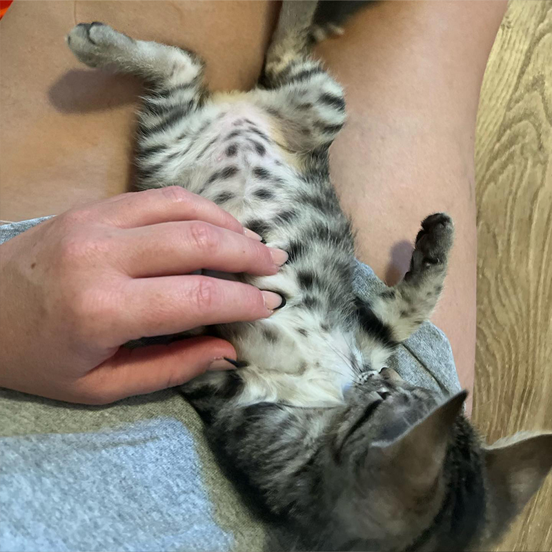 Twix the tabby with spotted belly, CAAT Friends, southern California