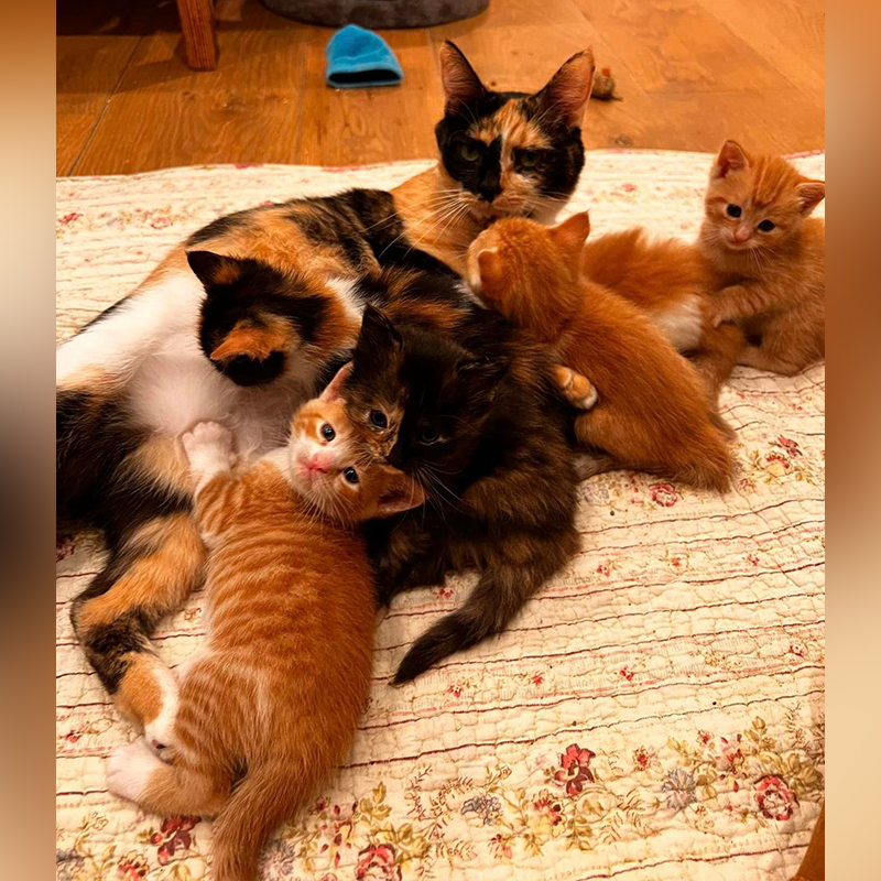 calico mother cat with kittens on a rug, Sophia L’Orange Kitten Rescue