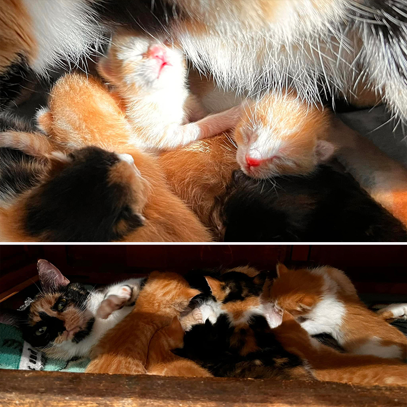 Calico mother cat has cute kittens in foster care, Sophia L’Orange Kitten Rescue