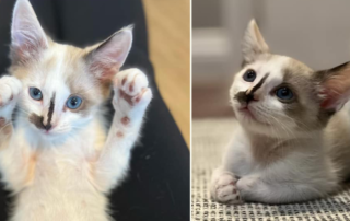 CAAT friends, Los Angeles, Whoppers the foster kitten and the Candy Crew