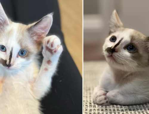 Whoppers the Kitten and the ‘Candy Crew’ Are the Sweetest Foster Confections