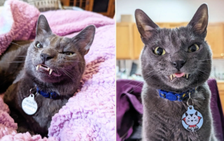 Wolfie, werewolf, werecat, Friends for Life Rescue Network, signs of tummy upset, Jacqueline Santiago