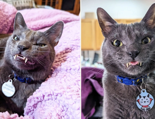Beloved Rescue Wolfie Helps Educate About Cats with Tummy Troubles