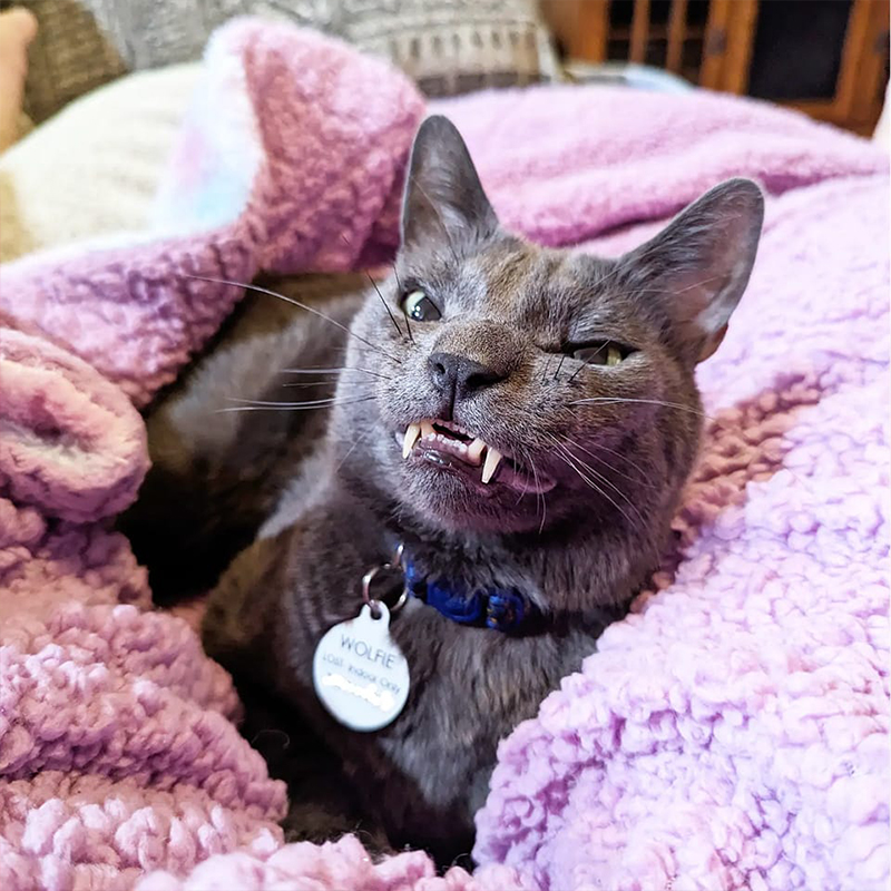 Cat with overbite, toothy grin, werewolf, werecat